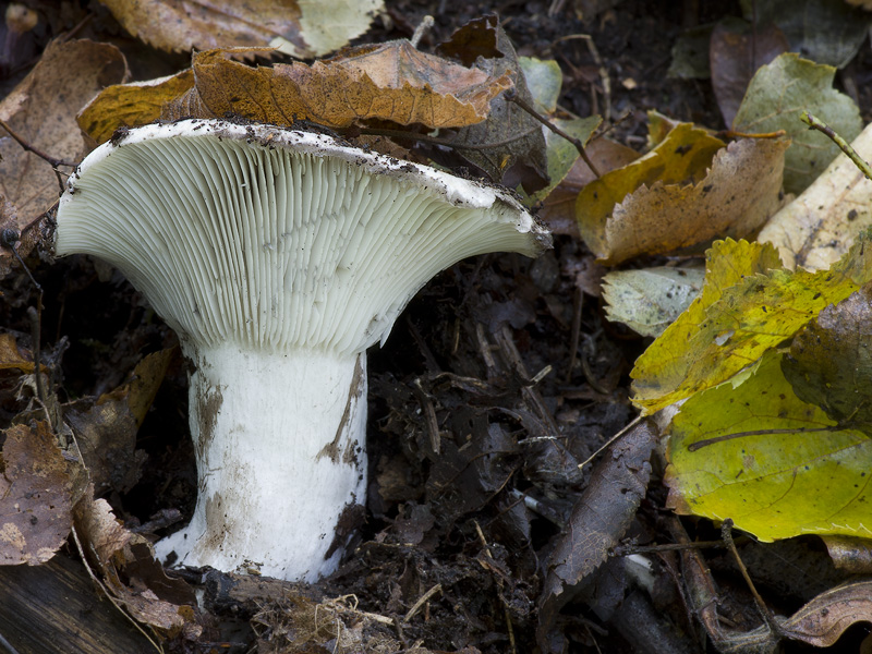 Russula albonigra